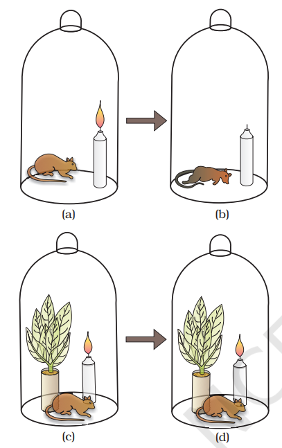 Priestley’s experiment