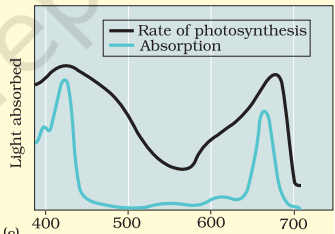 Graph showing action spectrum of photosynthesis superimposed on absorption spectrum of chlorophyll a