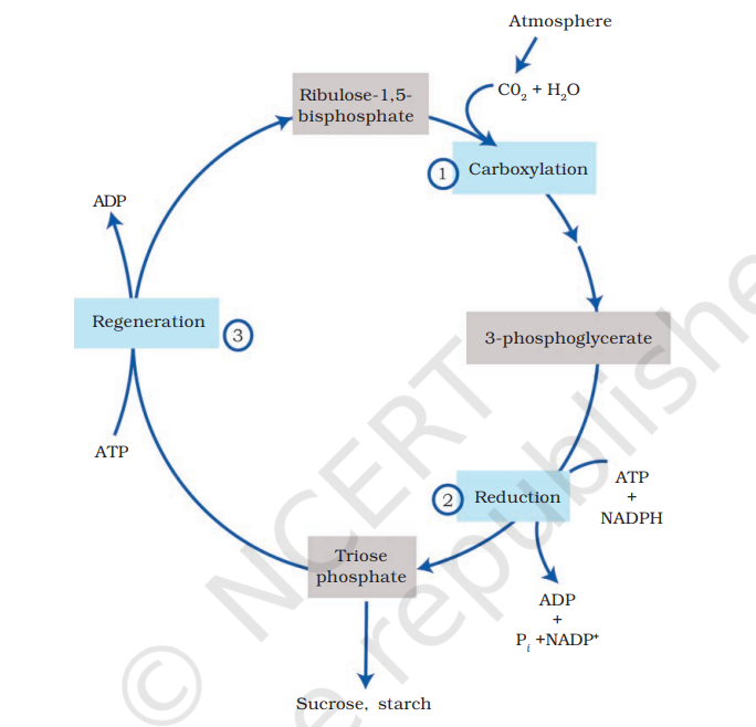 The Calvin cycle proceeds in three stages : (1) carboxylation, during which CO<sub>2</sub> combines with ribulose-1,5-bisphosphate; (2) reduction, during which carbohydrate is formed at the expense of the photochemically made ATP and NADPH; and (3) regeneration during which the CO<sub>2</sub>  acceptor ribulose1,5-bisphosphate is formed again so that the cycle continues