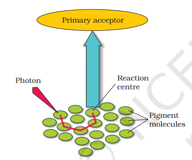 The light harvesting complex