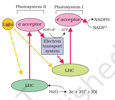 Z scheme of light reaction