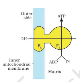 Diagramatic presentation of ATP synthesis in mitochondria