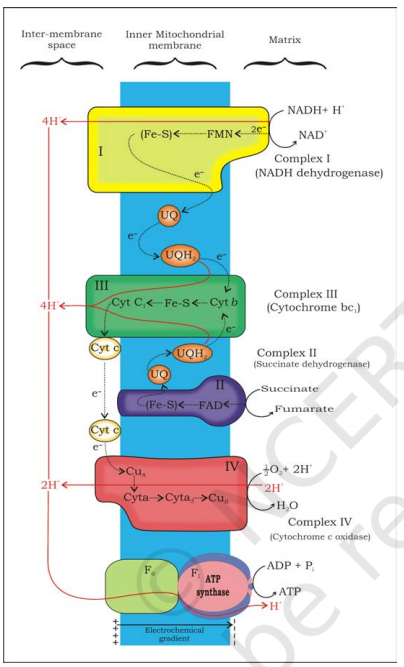 Electron Transport System (ETS)