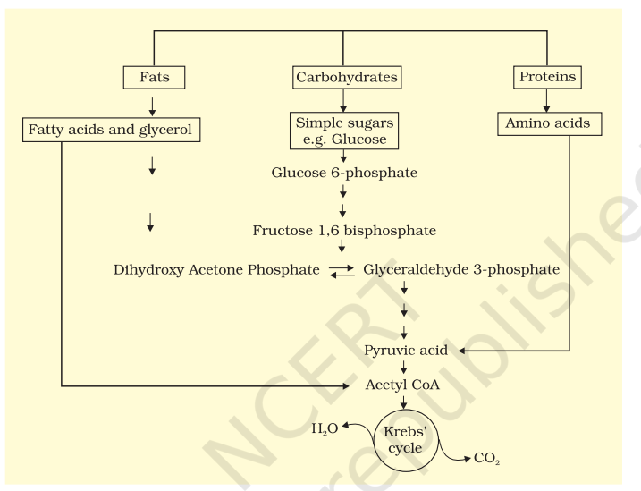 Interrelationship among metabolic pathways showing respiration mediated breakdown of different organic molecules to CO<sub>2</sub> and H<sub>2</sub>O