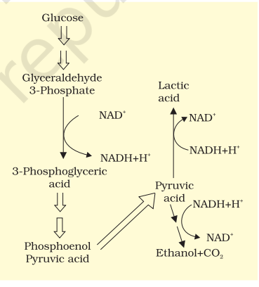 Major pathways of anaerobic respiration