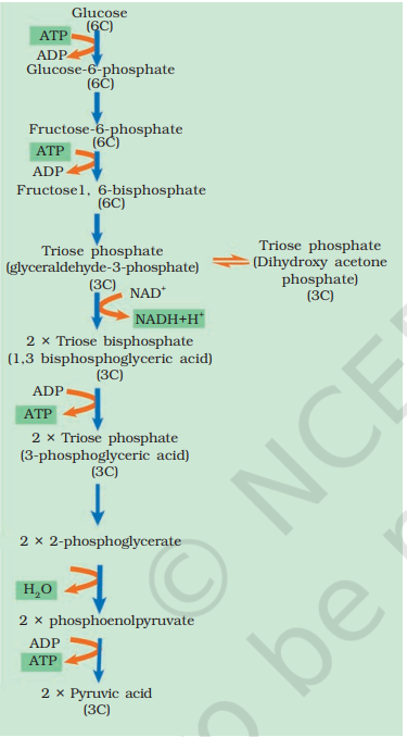 Steps of glycolysis