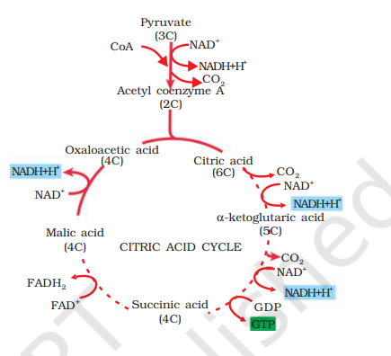 The Citric acid cycle