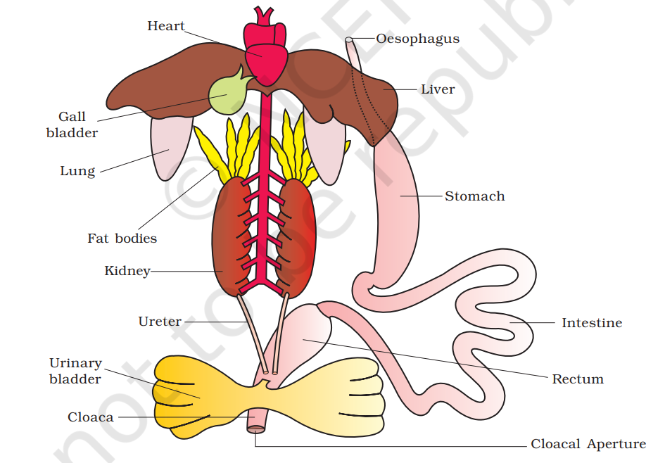 Diagrammatic representation of internal organs of frog showing complete digestive system