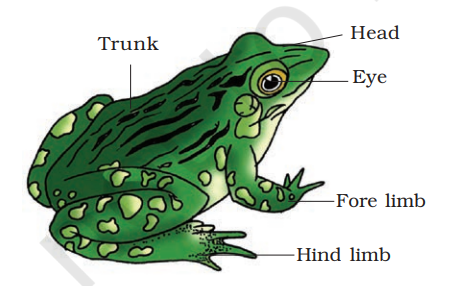 External features of frog