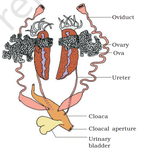 Female reproductive system