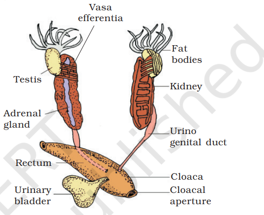 Male reproductive system