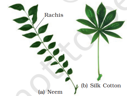 Compound leaves : (a) pinnately compound leaf (b) palmately compound leaf