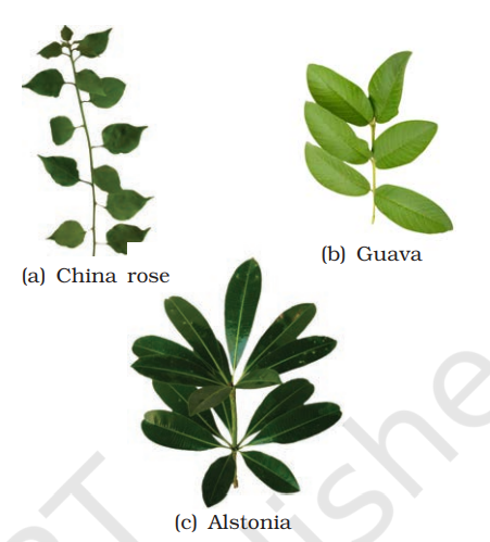 Different types of phyllotaxy : (a) Alternate (b) Opposite (c) Whorled