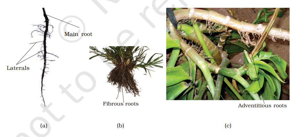 Different types of roots : (a) Tap (b) Fibrous (c) Adventitious