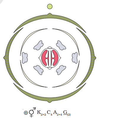 Floral diagram with floral formula