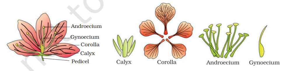 Parts of a flower