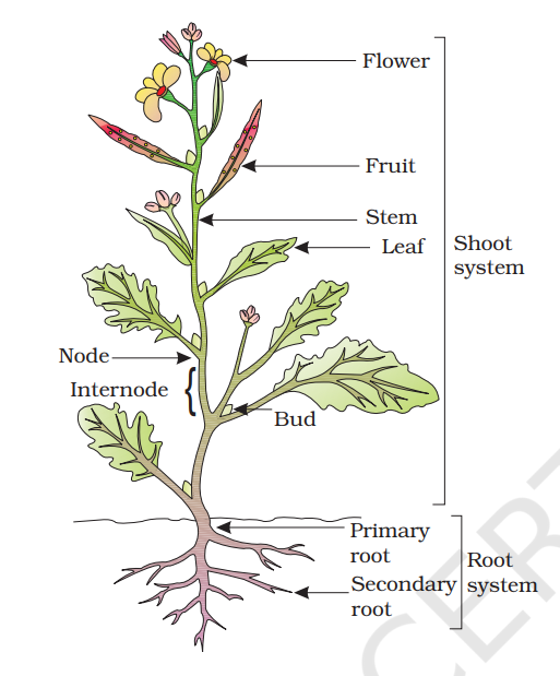 Parts of a flowering plant