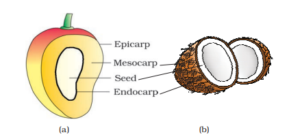 Parts of a fruit : (a) Mango (b) Coconut