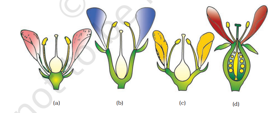 Position of floral parts on thalamus : (a) Hypogynous (b) and (c)Perigynous (d) Epigynous