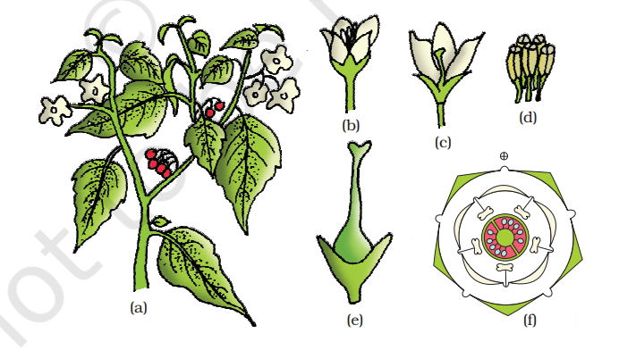 Solanum nigrum (makoi) plant : (a) Flowering twig (b) Flower (c) L.S. of flower (d) Stamens (e) Carpel (f) Floral diagram