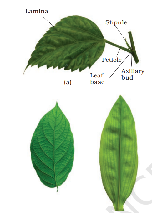 Structure of a leaf : (a) Parts of a leaf (b) Reticulate venation (c) Parallel venation