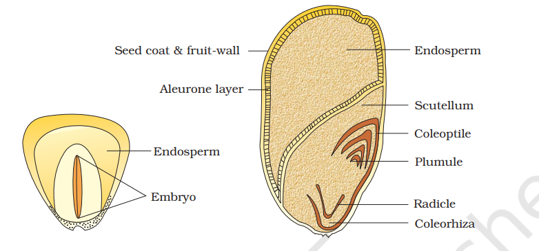 Structure of a monocotyledonous seed