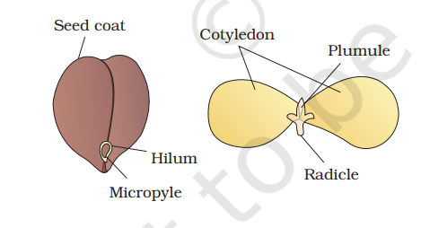 Structure of dicotyledonous seed