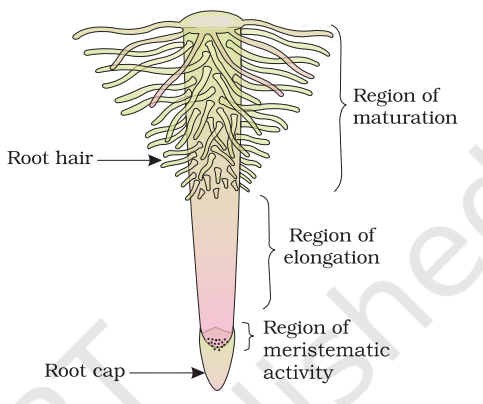 The regions of the root-tip