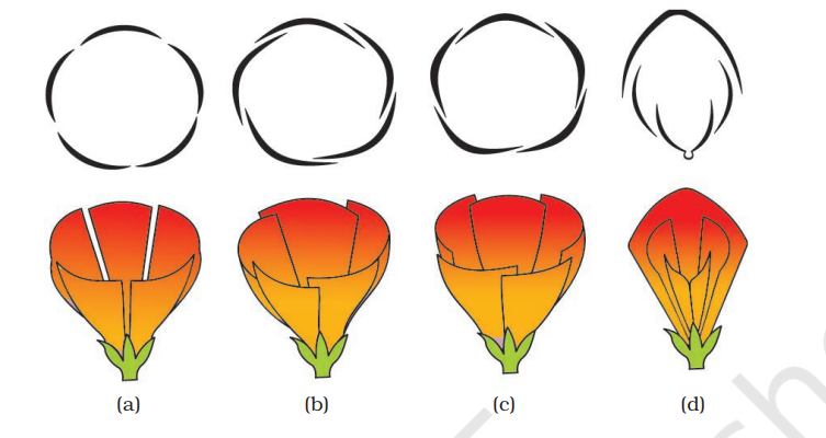 Types of aestivation in corolla : (a) Valvate (b) Twisted (c) Imbricate (d) Vexillary