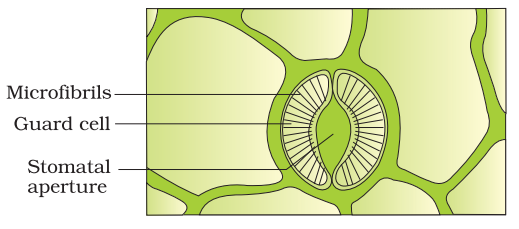 A stomatal aperture with guard cells