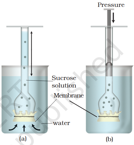 A demonstration of osmosis. A thistle funnel is filled with sucrose solution and kept inverted in a beaker containing water. (a) Water will diffuse across the membrane (as shown by arrows) to raise the level of the solution in the funnel (b) Pressure can be applied as shown to stop the water movement into the funnel 