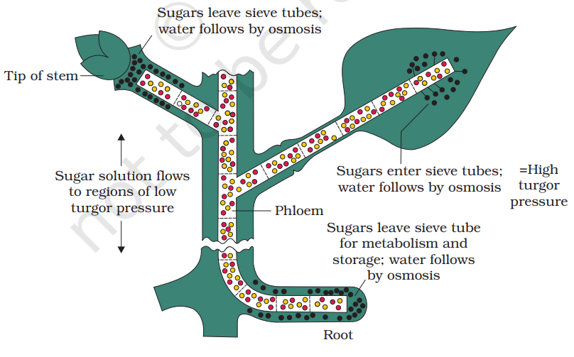 Diagrammatic presentation of mechanism of translocation