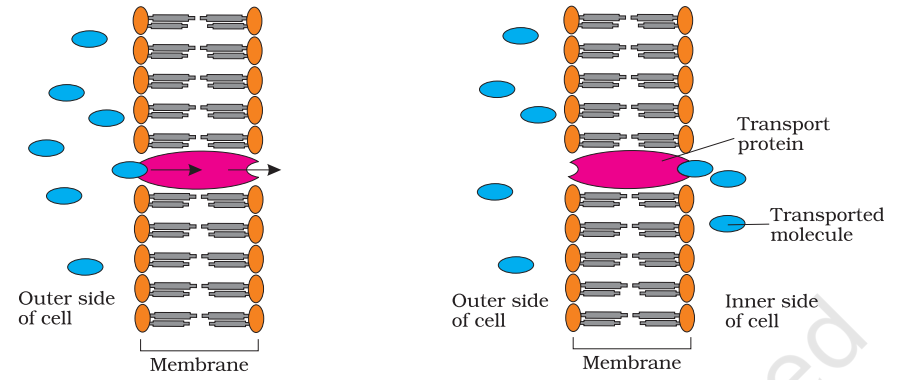 Facilitated diffusion