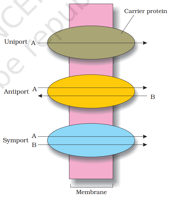 Facilitated diffusion