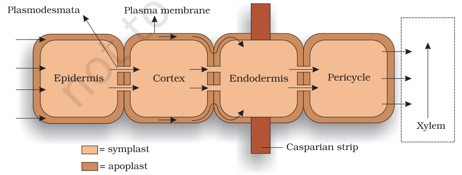 Pathway of water movement in the root