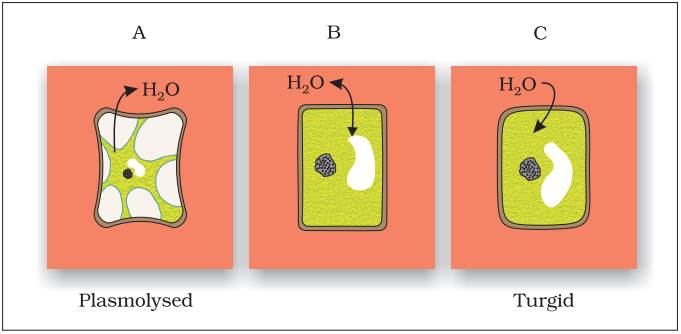 Plant cell plasmolysis