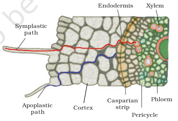 Symplastic and apoplastic pathways of water and ion absorption and movement in roots 