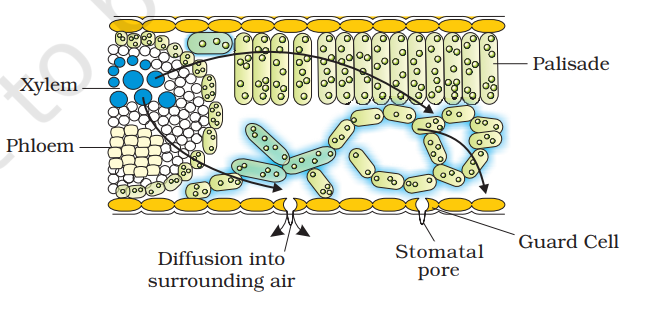 Water movement in the leaf. Evaporation from the leaf sets up a pressure gradient between the outside air and the air spaces of the leaf. The gradient is transmitted into the photosynthetic cells and on the water-filled xylem in the leaf vein.